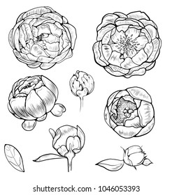 A set of botanical pions