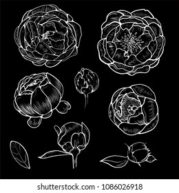 A set of botanical pions