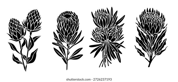 conjunto de silhuetas botânicas de flores de protea