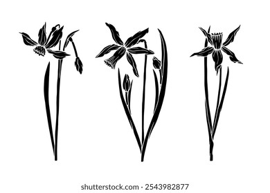 Set of botanical silhouettes, stamps of spring daffodil flower. Vector graphics.