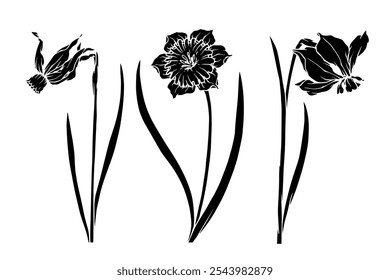 Set of botanical silhouettes, stamps of spring daffodil flower. Vector graphics.