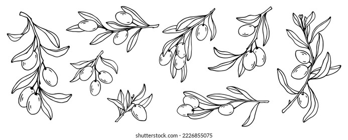 Set von botanischen Skizzen von Olivenbäumen Zweigen mit Beeren.Vektorgrafik.