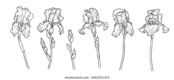 Un conjunto de bocetos botánicos, contornos de flores y cogollos de iris. Vector gráfico.