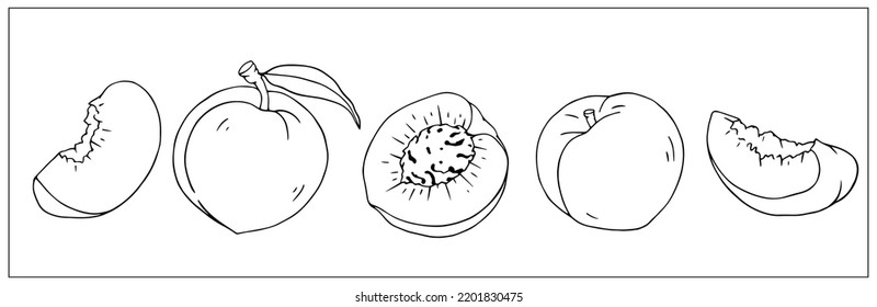 Set of botanical sketches of peach slices and whole fruits. Vector graphics.