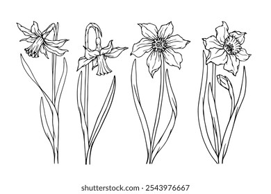 Set of botanical sketches, spring daffodil flower outlines. Vector graphics.