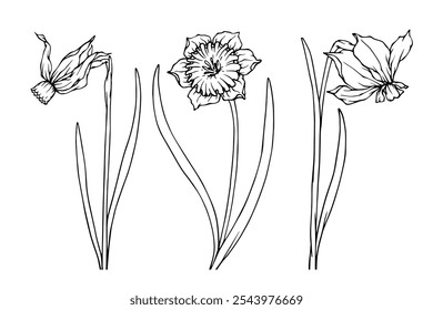 Set of botanical sketches, spring daffodil flower outlines. Vector graphics.