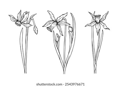 Set of botanical sketches, spring daffodil flower outlines. Vector graphics.