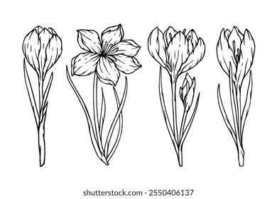 Conjunto de bocetos botánicos de flores de primavera y cogollos de azafrán. Gráficos de Vector.