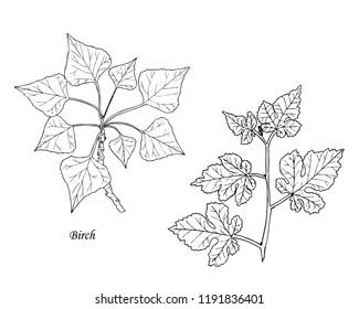 Set of botanical tree branches. Hand drawn.