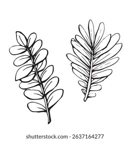 Set of botanical vector elements, plant branches. Minimalistic design for logo, decor.