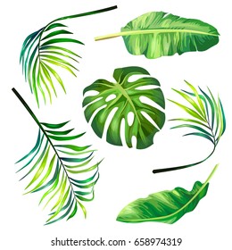 Set of botanical vector illustrations of tropical palm leaves in a realistic style. Print, template, design element