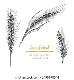 Set botany hand drawn sketch Ears of wheat isolated on white background. Engraving style. Herbal frame. Natural food collection