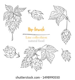 Set of botany hand drawn sketch hop isolated on white background. Line drawing. Herbal frame. Natural food collection. Vintage vector illustration.