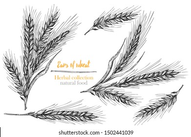 Set botany hand drawn sketch Ears of wheat sheaf isolated on white background. Engraving style. Herbal frame. Natural food collection