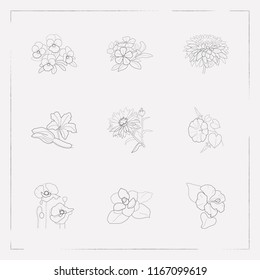 Set of botany icons line style symbols with courgette, poppy, chrysanthemum and other icons for your web mobile app logo design.