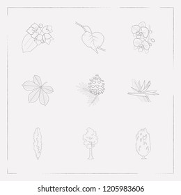 Set of botany icons line style symbols with apricot leaf, sequoia, orchids and other icons for your web mobile app logo design.