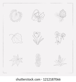 Set of botany icons line style symbols with fir tree cone, poplar leaf, aloe vera and other icons for your web mobile app logo design.