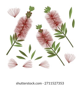 Set Bottlebrush Callistemon Flower. Perfect for botanical projects, packaging, textiles, print decor, educational materials, gardening themes, and nature-inspired compositions.