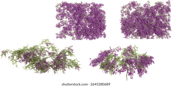 Set of Bougainvillea creeper plants isolated on transparent background