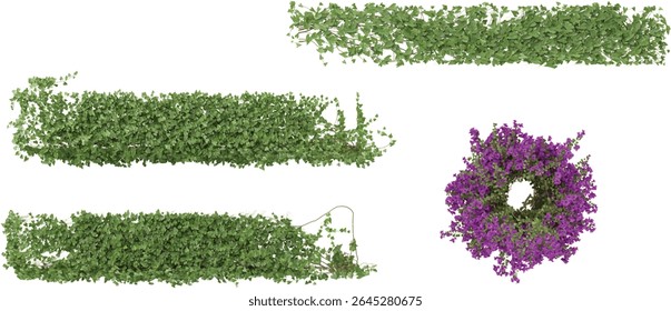 Set of Bougainvillea,Cissus creeper plants isolated on transparent background from the top view
