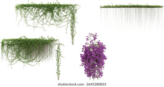 Set of Bougainvillea,Cissus creeper plants isolated on transparent background