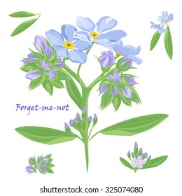 Set of bouquet beautiful forget-me-not flowers. Vector illustration.