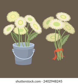 A set of a bouquet of gerberas standing in a decorative bucket and a bouquet tied with a ribbon. Posy icon. White flowers isolated on brown background. Vector illustration.