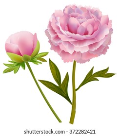 Set bouquet of peonies, vector