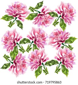 Set bouquet of peonies, vector
