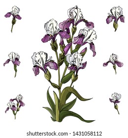 Set of bouquet  and single buds of iris flowers. Hand drawn ink and colored sketch. Collection of color  elements isolated on white background