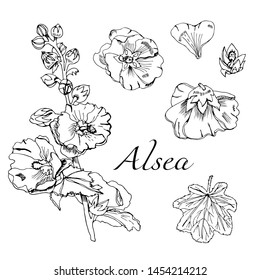 Set with  bouquet and single flowers of mallow and leaves. Hand drawn ink sketch. Black elements of malva flowers isolated on white background. Vector illustration.