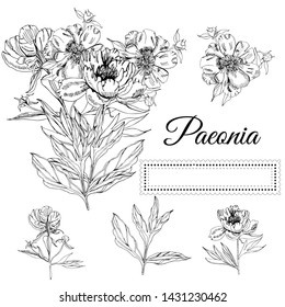 Set with  bouquet and single flowers of peony and leaves. Hand drawn ink sketch. Black elements isolated on white background.