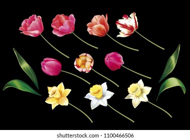 Set for bouquet of tulips