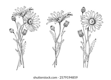 Set of bouquets of blooming wildflower daisy blooms and buds. Hand drawn vector illustration. Contour drawing. Sketch painted by black inks. Black line on white isolated background. For clip art card