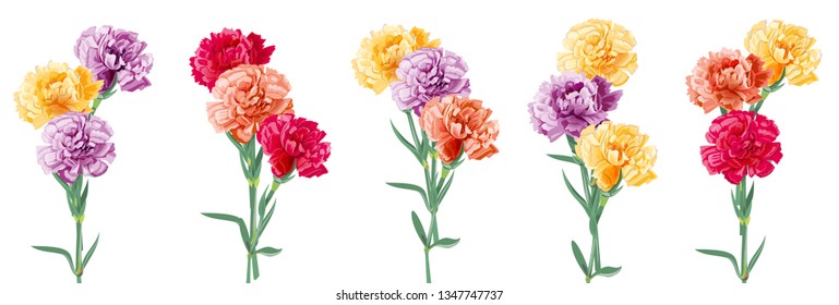 Set bouquets of carnation schabaud. Purple, yellow, red, orange flowers, white background. Digital draw, illustration for Mother's Day, Victory day in watercolor style, panoramic view, vector