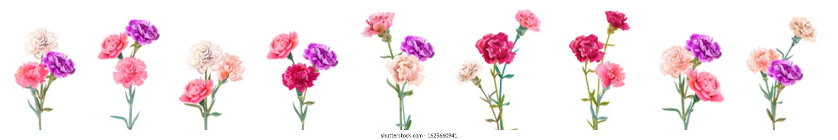 Set bouquets of carnation schabaud. White, pink, red, purple flowers, white background. Digital draw, illustration for Mother's Day, Victory day in watercolor style, panoramic view, vintage, vector