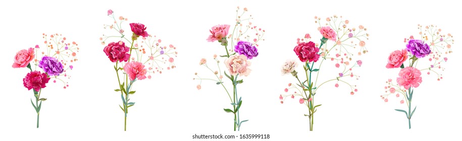 Set bouquets of carnation. White, pink, red, purple flowers, gypsophile twigs, white background. Illustration for Mother's Day, gentle light floral design, watercolor style, panoramic view, vector