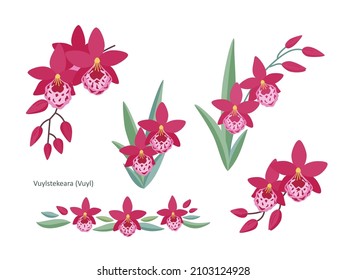 Set of bouquets and compositions with pink orchid flowers (Vuylstekeara) on a white background. Flat cartoon vector illustration. 