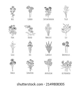 Set of bouquets main flowers: Rose, Gerbera, Chrysanthemum, Tulip, Pion, Orchid, Narcissus, Lily, Calla, Iris, Gladiolus, Ranunculus, Dahlia, Carnation, Anthurium, Alstroemeria. Line graphics