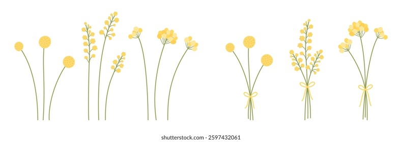 Set of bouquets and mimosa flowers in yellow and stems in green colors. Bunches of delicate wildflowers. Vector illustration for design projects