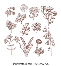 Set of bouquets of wild flowers. Hand drawn lily of the valley, coltsfoot, bluebells and other wild plants. Meadow flowers, herbs for design projects. Vector illustration