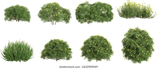 set of box,Thevetia peruviana,Calluna plants on transparent background