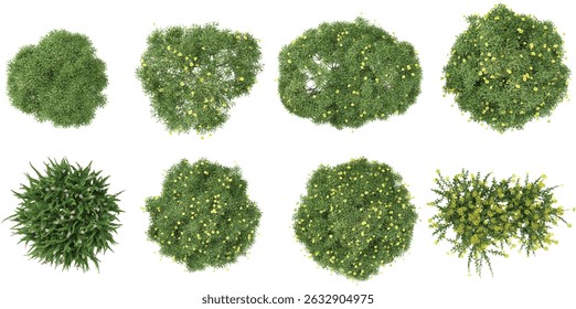 set of box,Thevetia peruviana,Calluna plants on transparent background from the top view