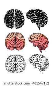 A set of brain. Vector