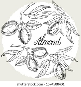 Set branch with the almonds in the graphic style. Vector illustration.