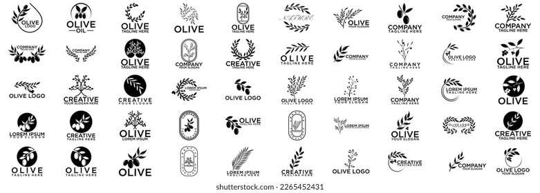 Set of branch collection olive tree. Black and white outline silhouette. Vector illustration.