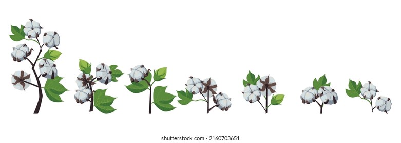 Set. A branch of a cotton plant. Natural fluffy fiber on the handle. Vector stock illustration isolated on white background. 