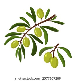 set branch of green olives. A long branch with fruits and leaves. Isolated flat color illustration on a white background. A broken branch with olives. A whole fresh food preparation product