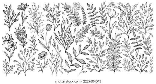 Set of branch and leaves collection. Floral hand drawn vintage set. Sketch line art illustration. Element design	