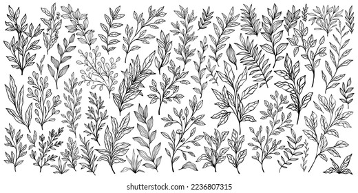 Set of branch and leaves collection. Floral hand drawn vintage set. Sketch line art illustration. Element design for greeting cards and invitations of the wedding, birthday,